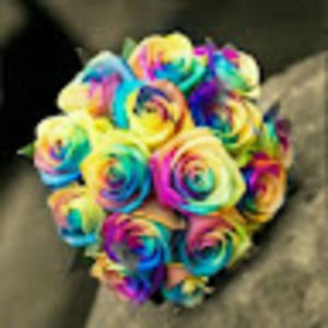 Meet your Posher, Julie